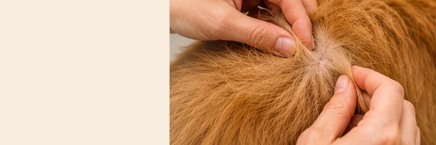 Illustrative dog-care photograph: Parting a Dog’s Fur Before Spot-On Flea Treatment; verify actual product instructions
