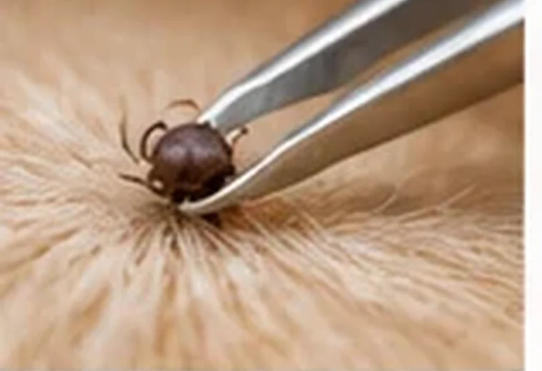 Illustrative dog-care photograph: Tweezers offer a precise close grip; verify actual product instructions
