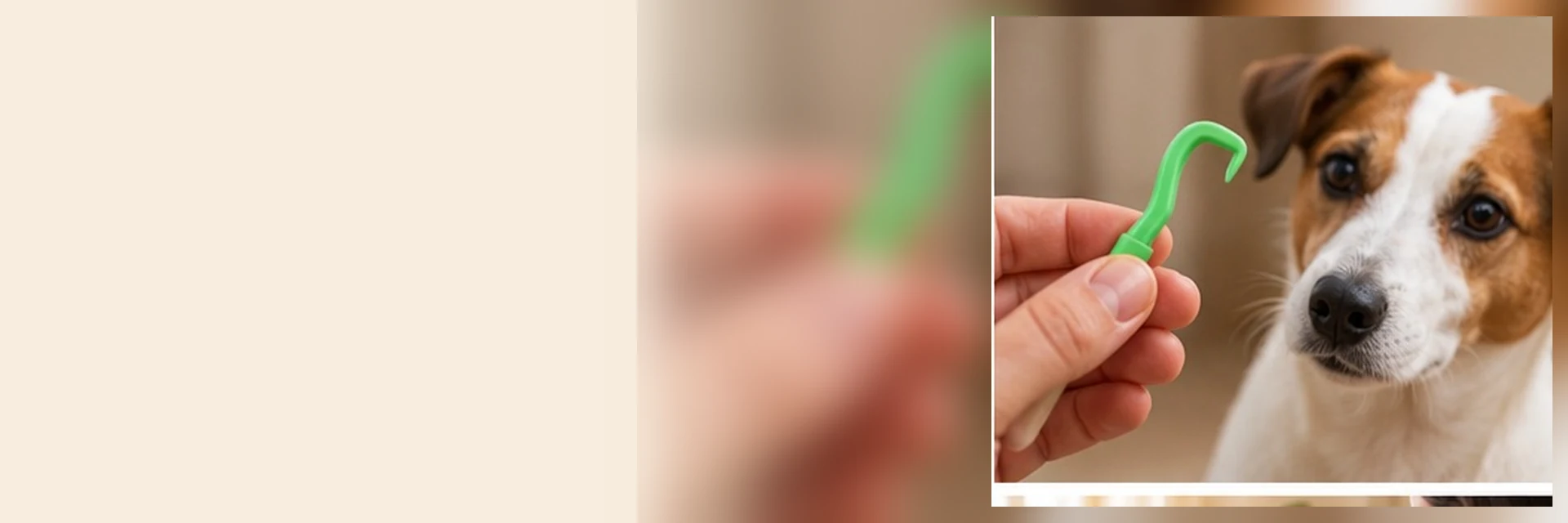 Illustrative dog-care photograph: Tick Removal Mistakes Dog Owners Should Avoid; verify actual product instructions