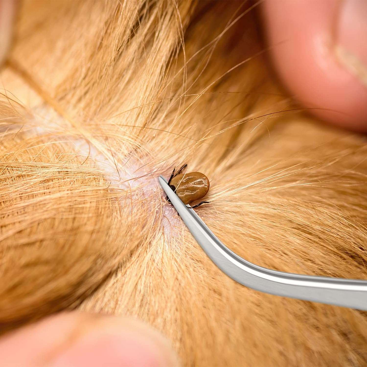 Rypet Tick Remover Tool Set - Stainless Steel Tick Remover Kit for Cats Dogs and Humans(Pack of 3) - 7