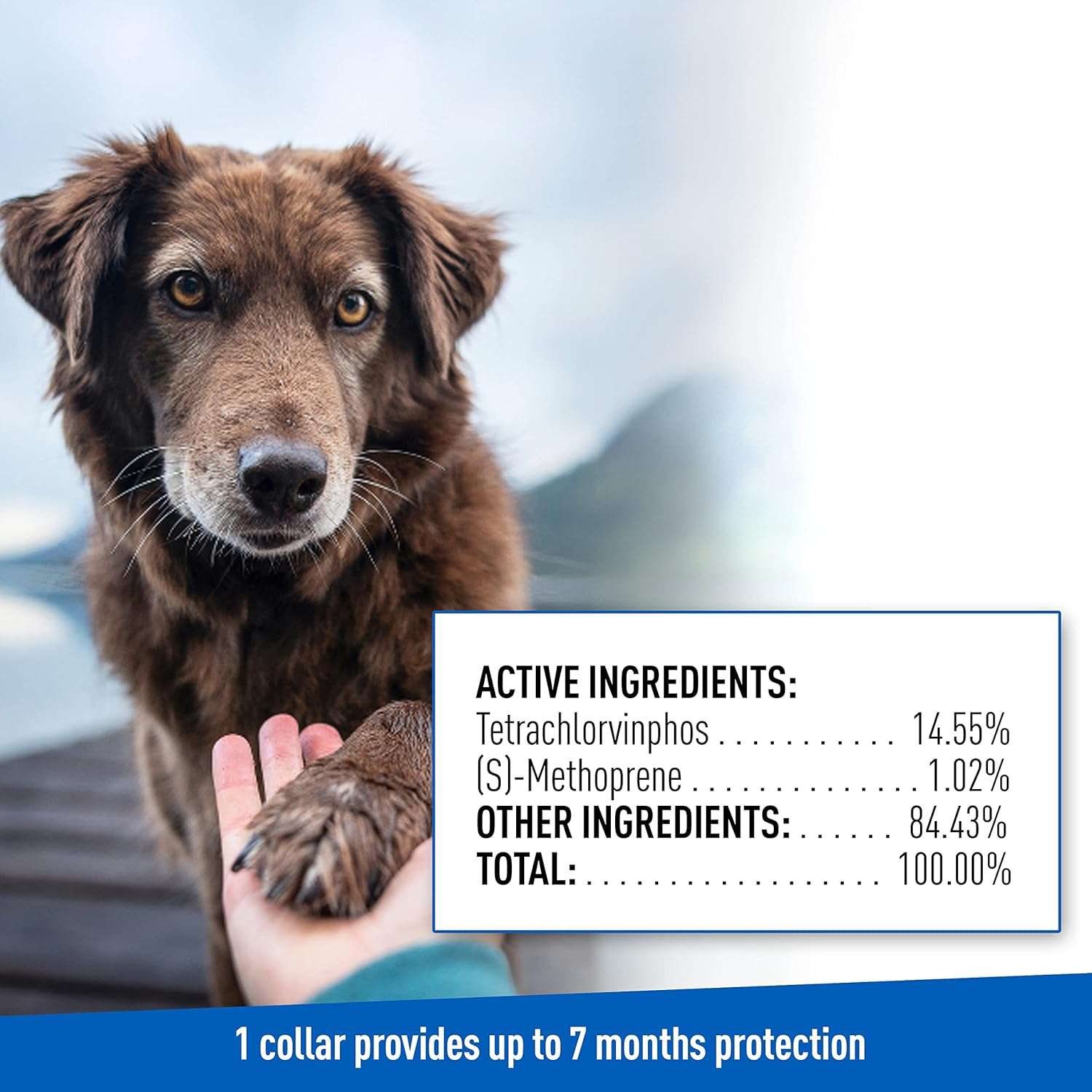 Adams Plus Flea & Tick Collar for Dogs, 7-Month Protection, Adjustable Collar Fits Large Dogs & Puppies, Kills & Repels Fleas, Flea Eggs, Flea Larvae and Ticks, Kills Tick Larvae and Tick Nymphs - 8