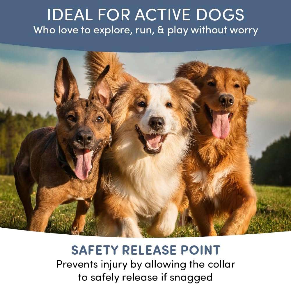 Flea and Tick Collar for Dogs and Cats- Lasts Up to 8-Months Using Natural Plant-Based Oils - Safe for Pets, People and The Environment - 2-Pack Flea Collar for Dogs and Cats - 4