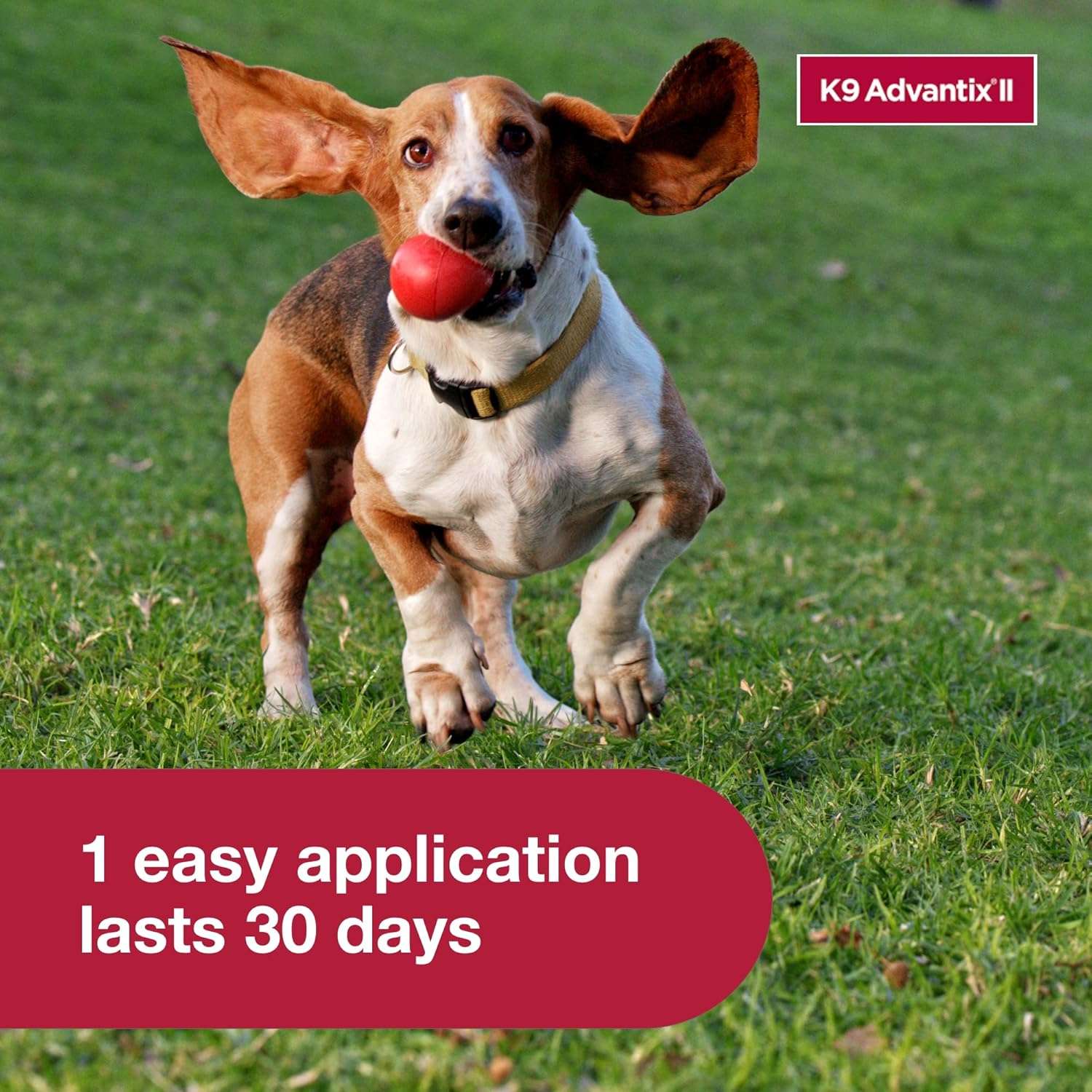 K9 Advantix II Small Dog Vet-Recommended Flea, Tick & Mosquito Treatment & Prevention - Dogs 4-10 lbs. - 1-Mo Supply - 6