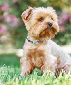 Max & Molly Mini Pest Protection Tag for Small Dogs & Cats, Season-Long Defense with Soundshield Ultrasonic Tech, Easy-to-Attach Collar Tag, Black - 2