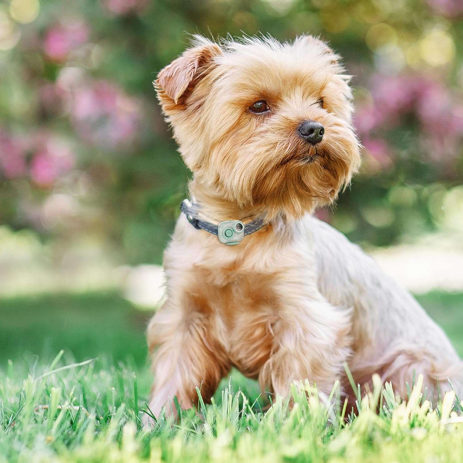 Max & Molly Mini Pest Protection Tag for Small Dogs & Cats, Season-Long Defense with Soundshield Ultrasonic Tech, Easy-to-Attach Collar Tag, Black - 2