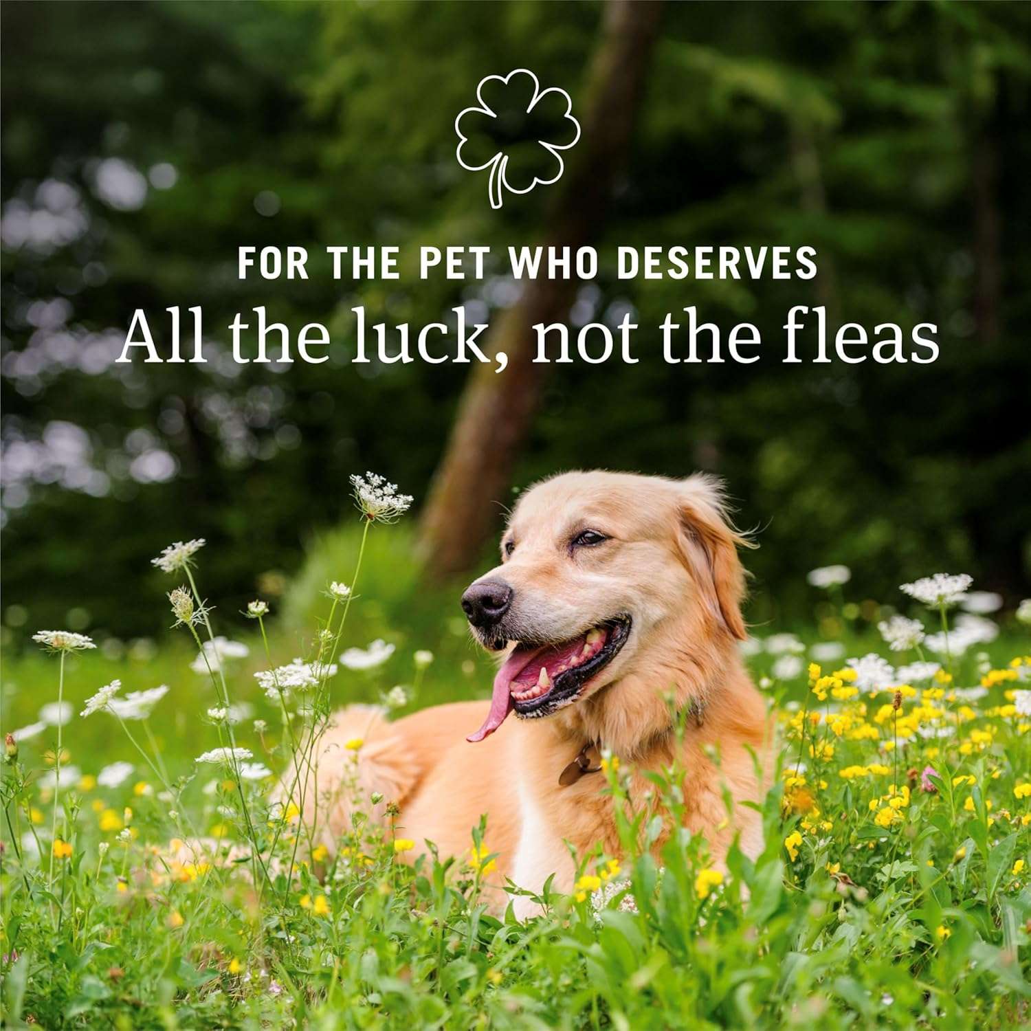 PetArmor CAPACTION (nitenpyram) Oral Flea Treatment for Dogs, Fast Acting Tablets Start Killing Fleas in 30 Minutes, Dogs Over 25 lbs, 6 Doses (Pack of 1) - 3