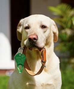 The Original Tick Key - Tick Detaching Device - Portable, Safe and Highly Effective Tick Detaching Tool (Green) - 4