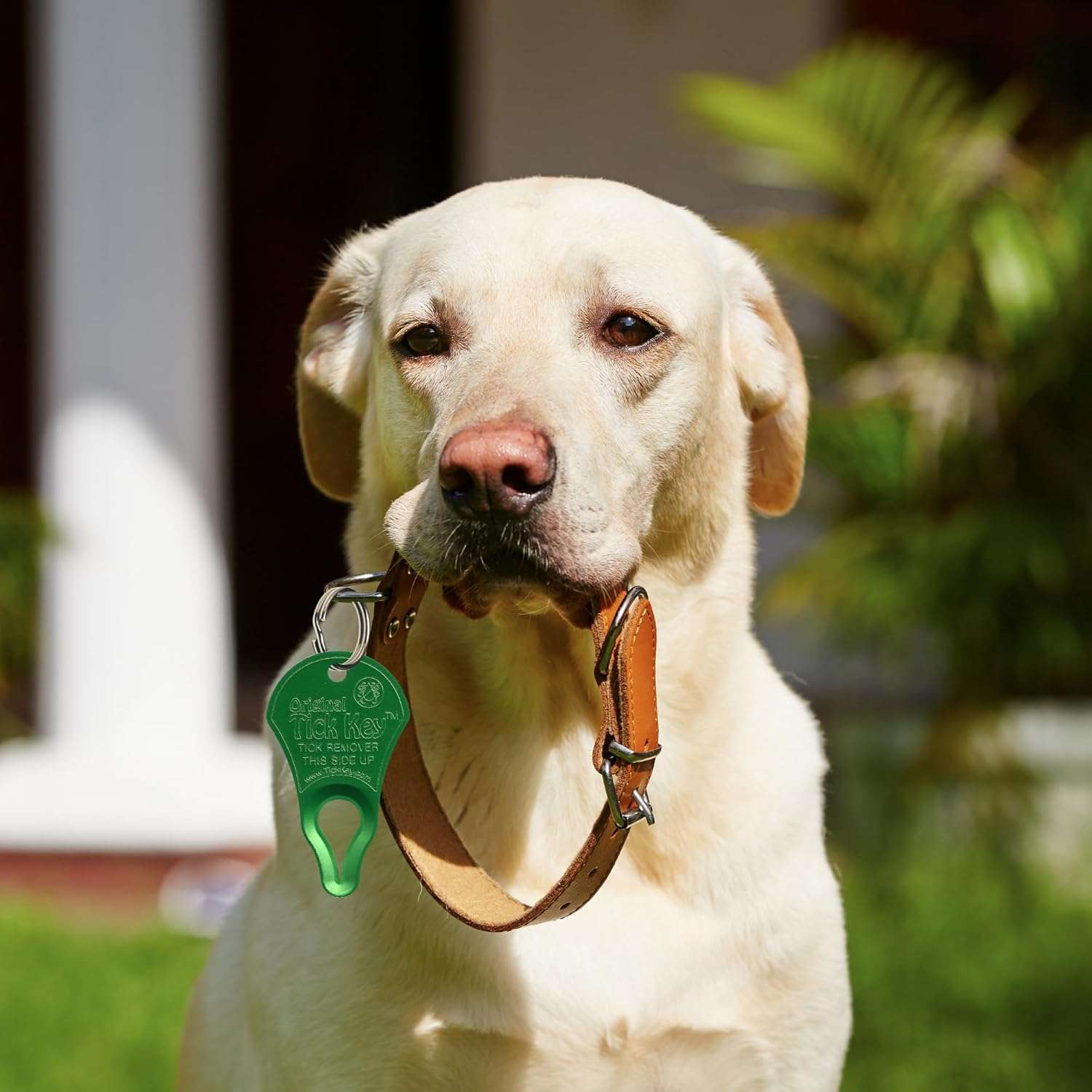 The Original Tick Key - Tick Detaching Device - Portable, Safe and Highly Effective Tick Detaching Tool (Green) - 4