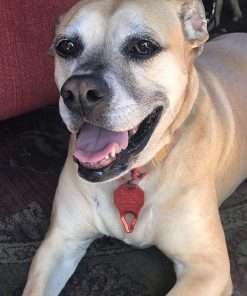 The Tick Patrol Tick Remover Tool - for People & Pets - Stop Ticks in Their Tracks! (Assorted Colors) - 5