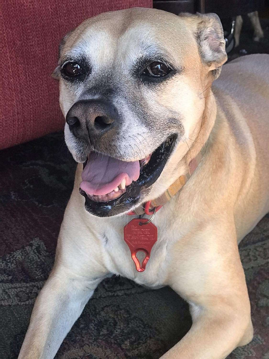 The Tick Patrol Tick Remover Tool - for People & Pets - Stop Ticks in Their Tracks! (Assorted Colors) - 5