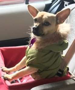 The Tick Patrol Tick Remover Tool - for People & Pets - Stop Ticks in Their Tracks! (Assorted Colors) - 8