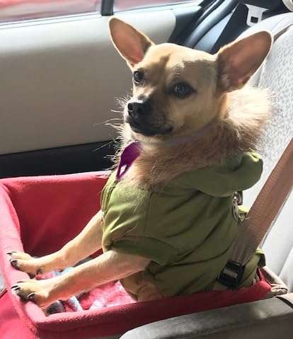 The Tick Patrol Tick Remover Tool - for People & Pets - Stop Ticks in Their Tracks! (Assorted Colors) - 8