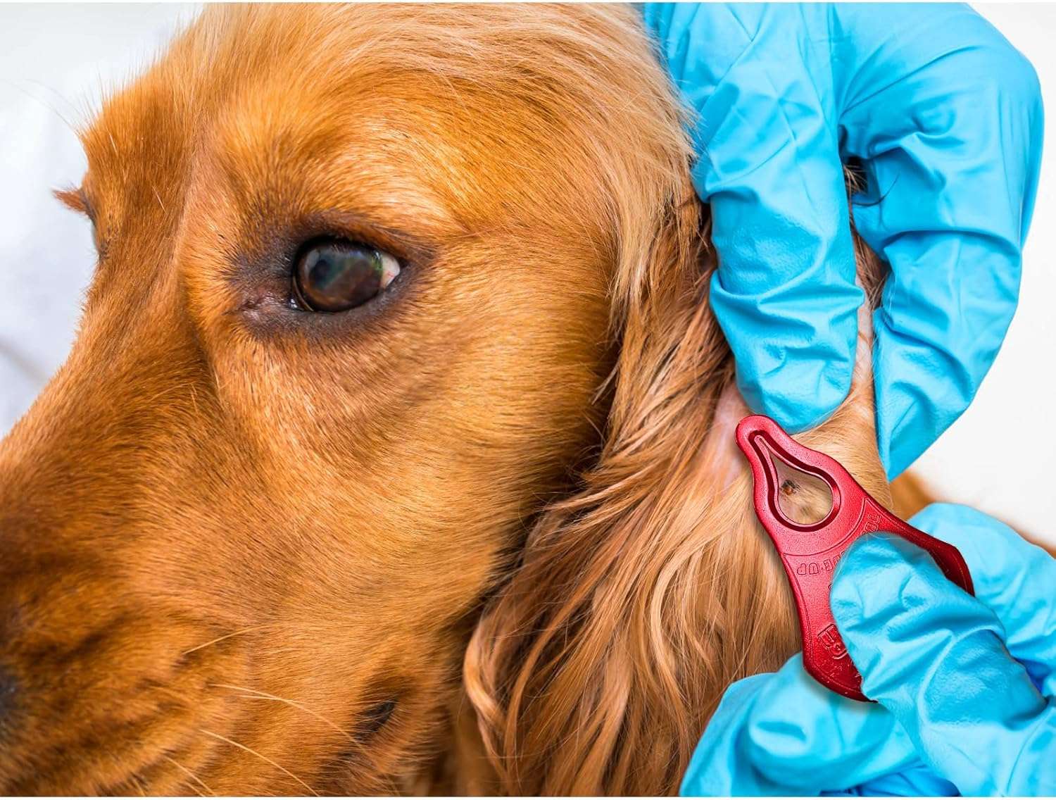 Tick Remover Tool 3 Pack, Suitable for Pets, Animals, and Humans, Portable Outdoor Living Essential Tick Remover Tools, Quick and Safe, and Reliable. - 2