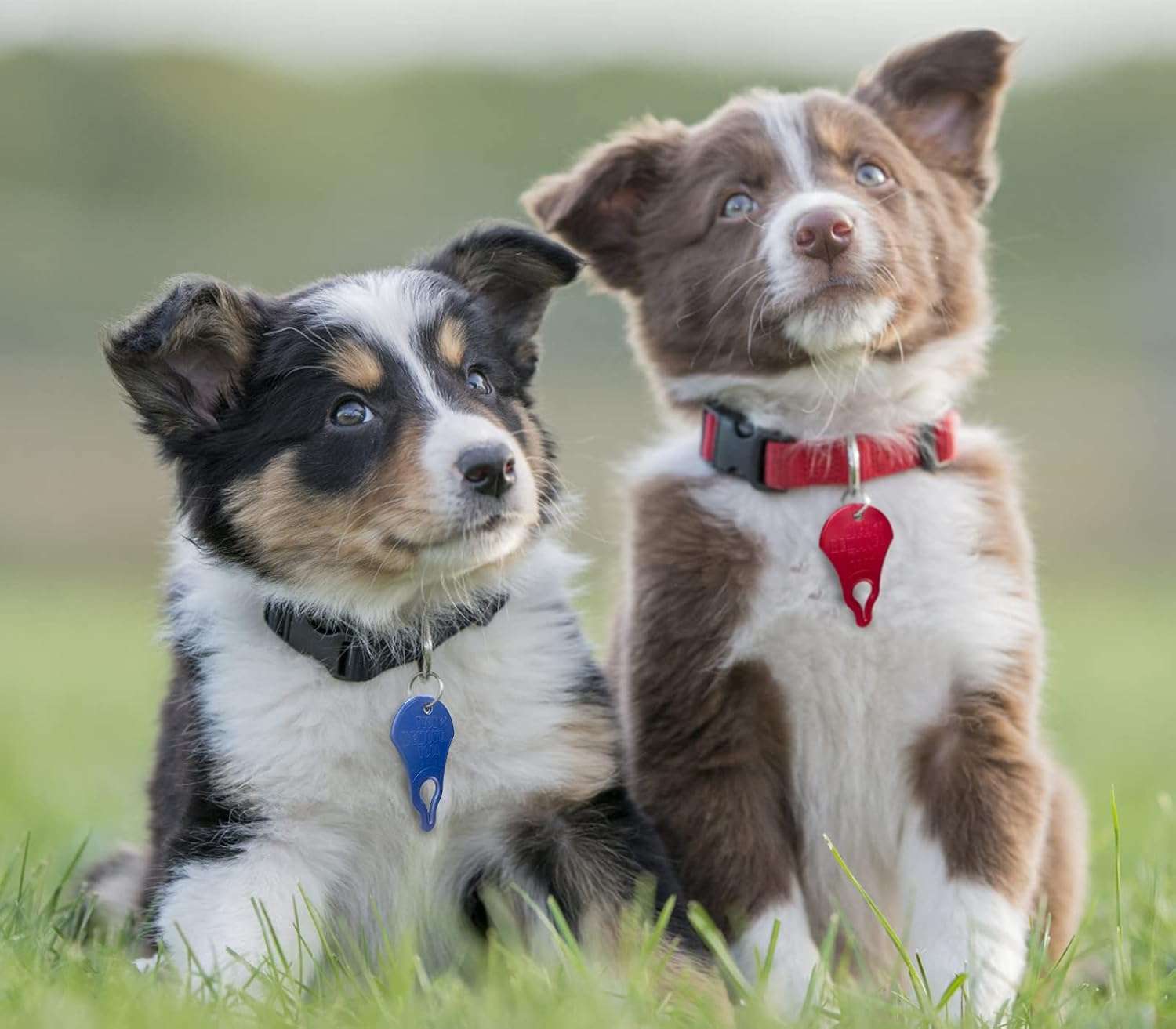 Tick Remover Tool 3 Pack, Suitable for Pets, Animals, and Humans, Portable Outdoor Living Essential Tick Remover Tools, Quick and Safe, and Reliable. - 6