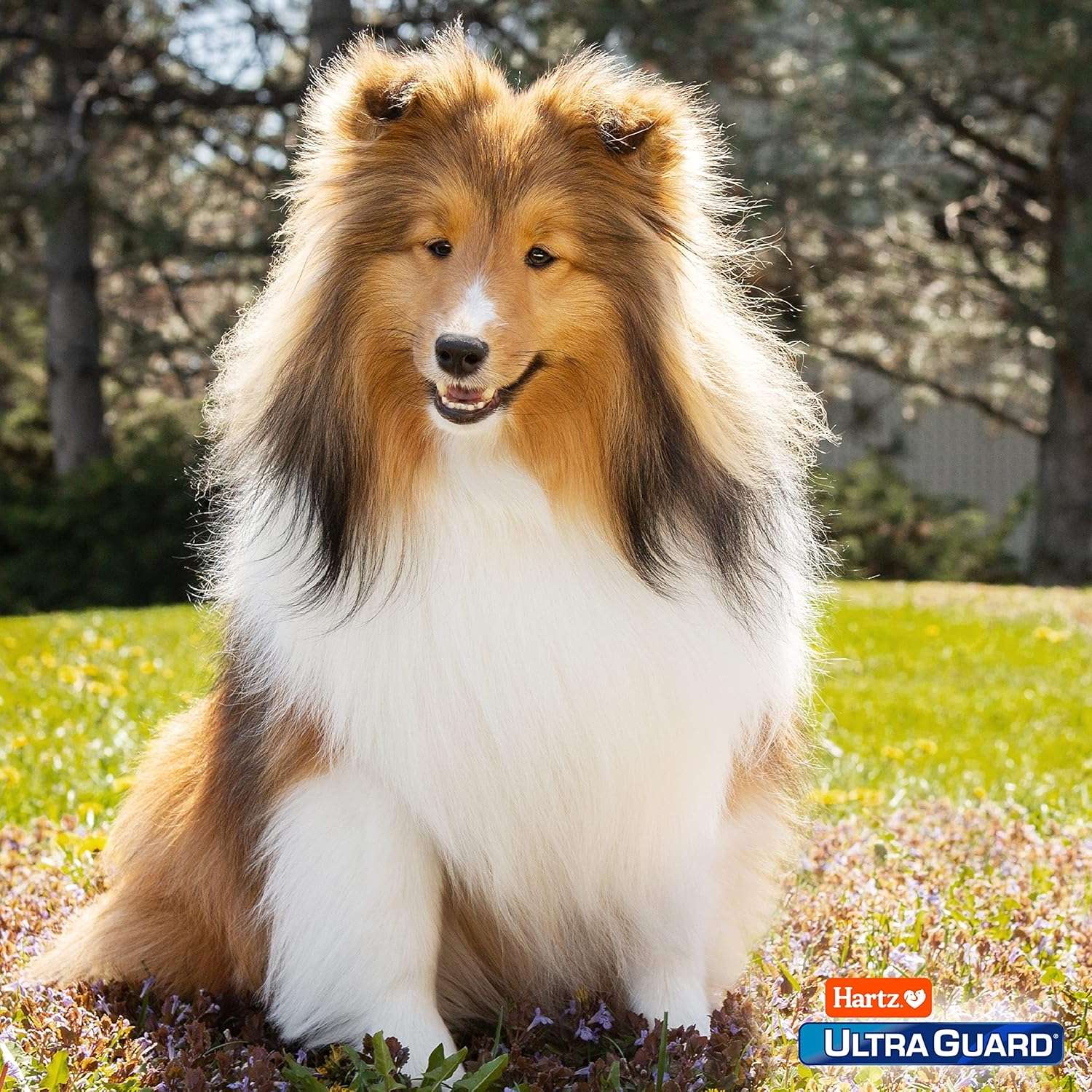 Hartz UltraGuard Dual Action Flea & Tick Topical Dog Treatment and Flea and Tick Prevention, 6 Months, 5-14 Pound Dogs 6-count - 8