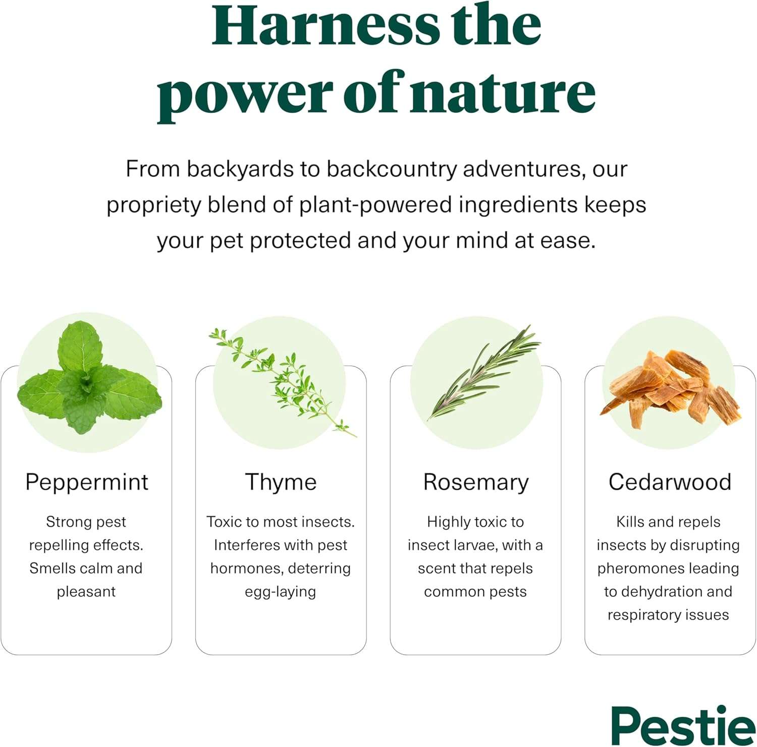 Pestie Flea & Tick Treatment for Pets, Plant-Powered Spray, Repels and Kills Fleas, Ticks and Mosquitos, Safe for Cats and Dogs, Easy Spray-On, Featuring Cedarwood, Peppermint, Thyme, and Rosemary - 4
