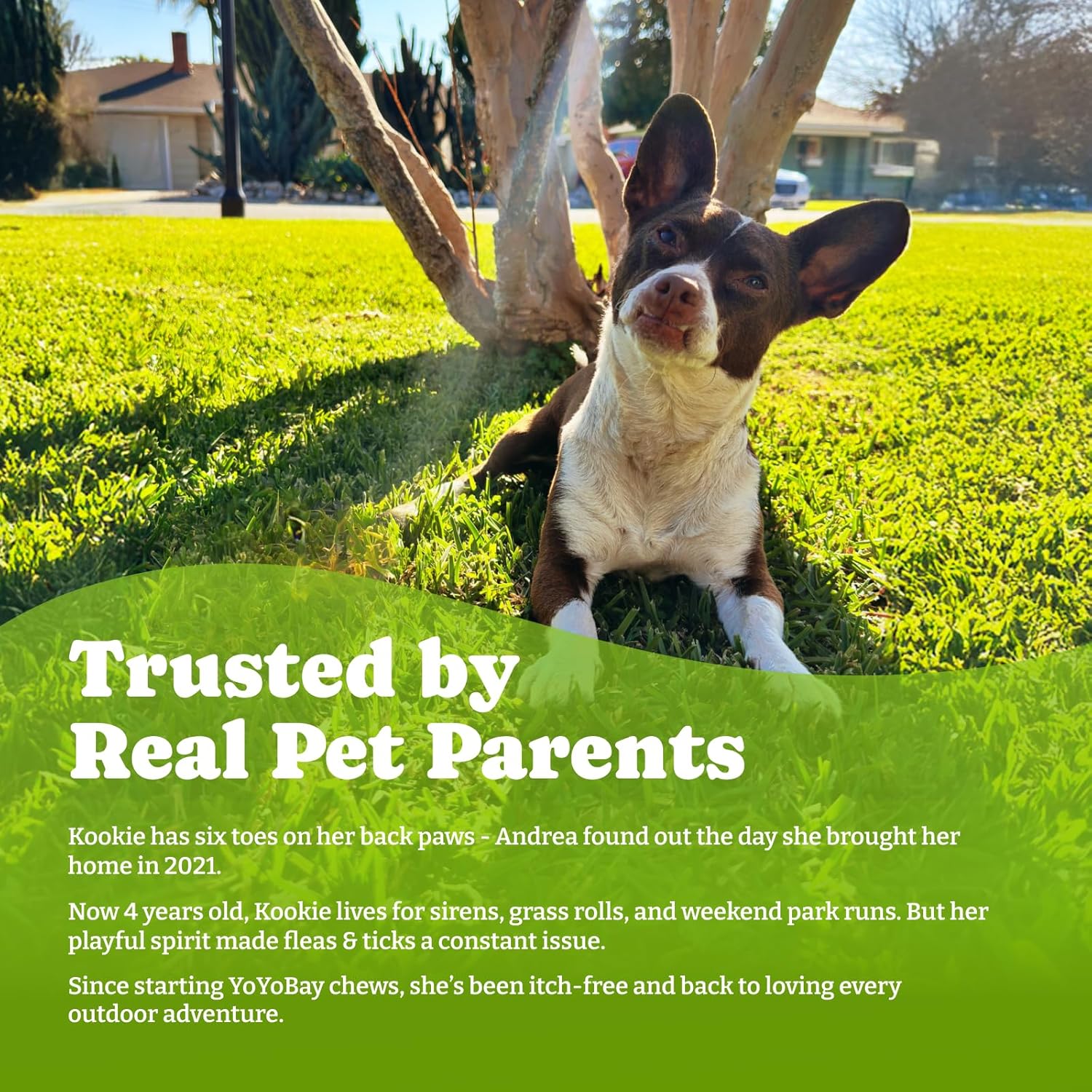 Flea and Tick Prevention for Dogs Chewable - 170 Soft Chews, Duck & Pear Flavor, Beef & Carrot Flavor - 3