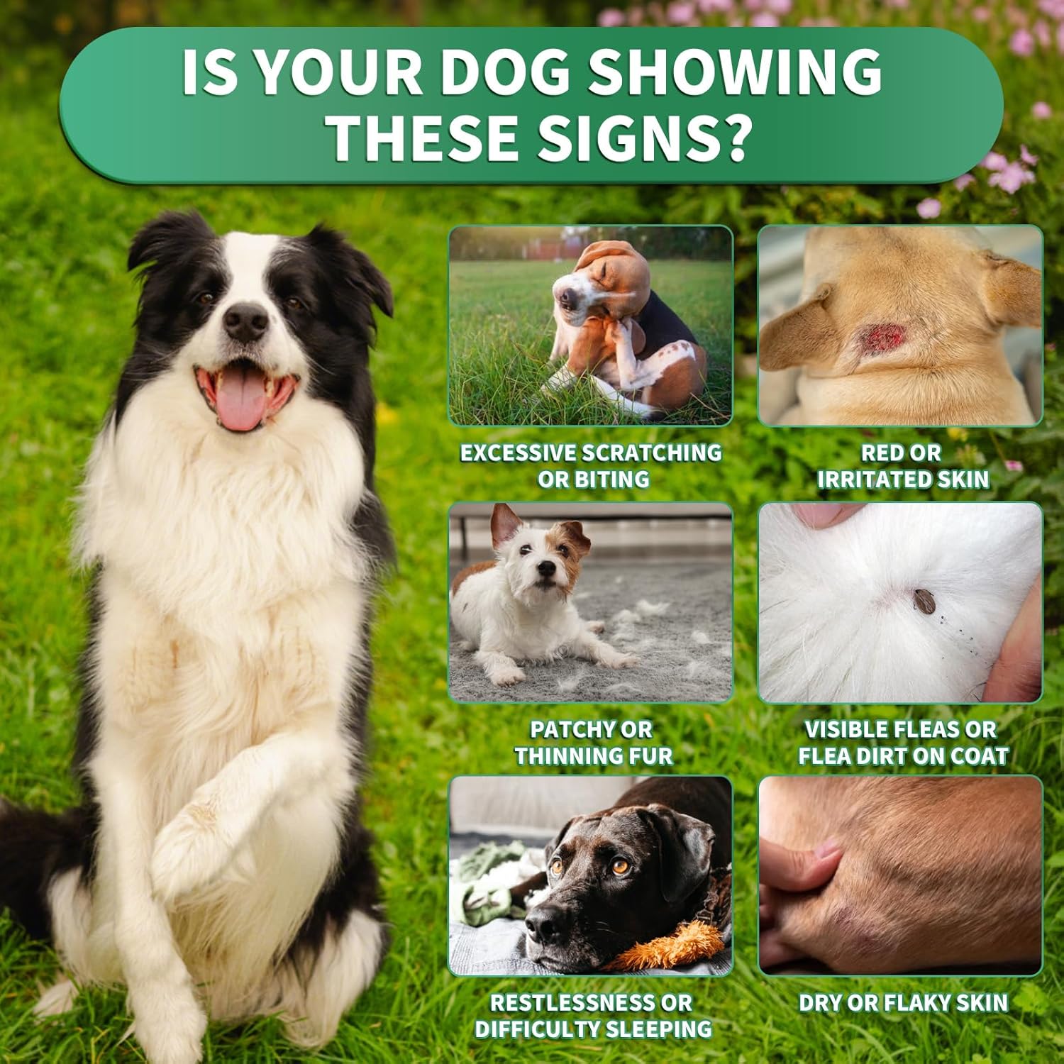 Flea and Tick Prevention for Dogs Chews – 200 Soft Chews, Dog Flea Chewables with Skin & Coat Support – Oral Supplement for All Breeds & Ages – Natural Duck Flavor - 4