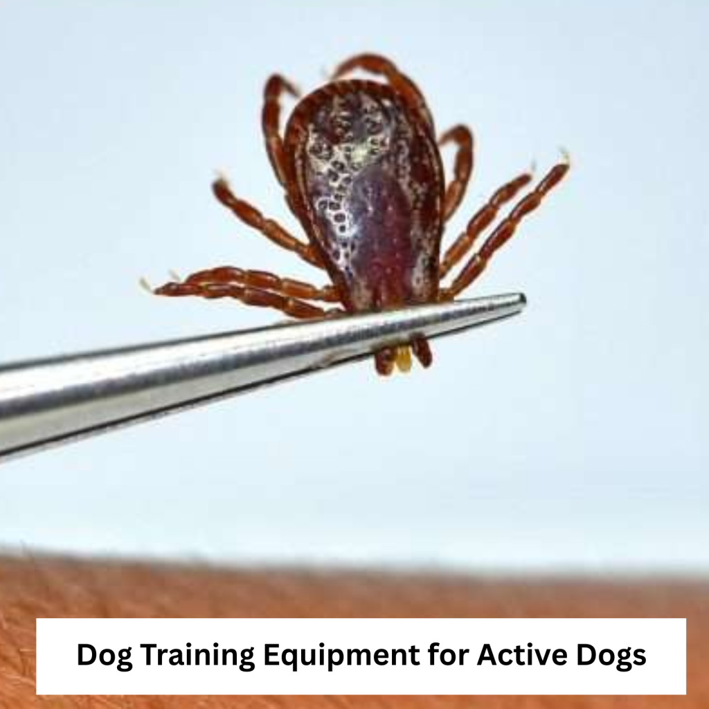 Dog Training Equipment for Active Dogs Guide