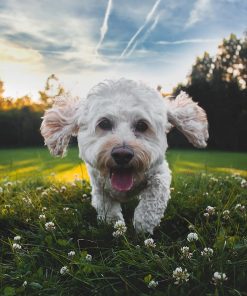 Flea and Tick Spray for Pets and Home - Plant-Based Essential Oil Formula - Natural and Effective Treatment for Ticks, Fleas and Insects - Indoor and Outdoor Use - Charity Donation Included - 7