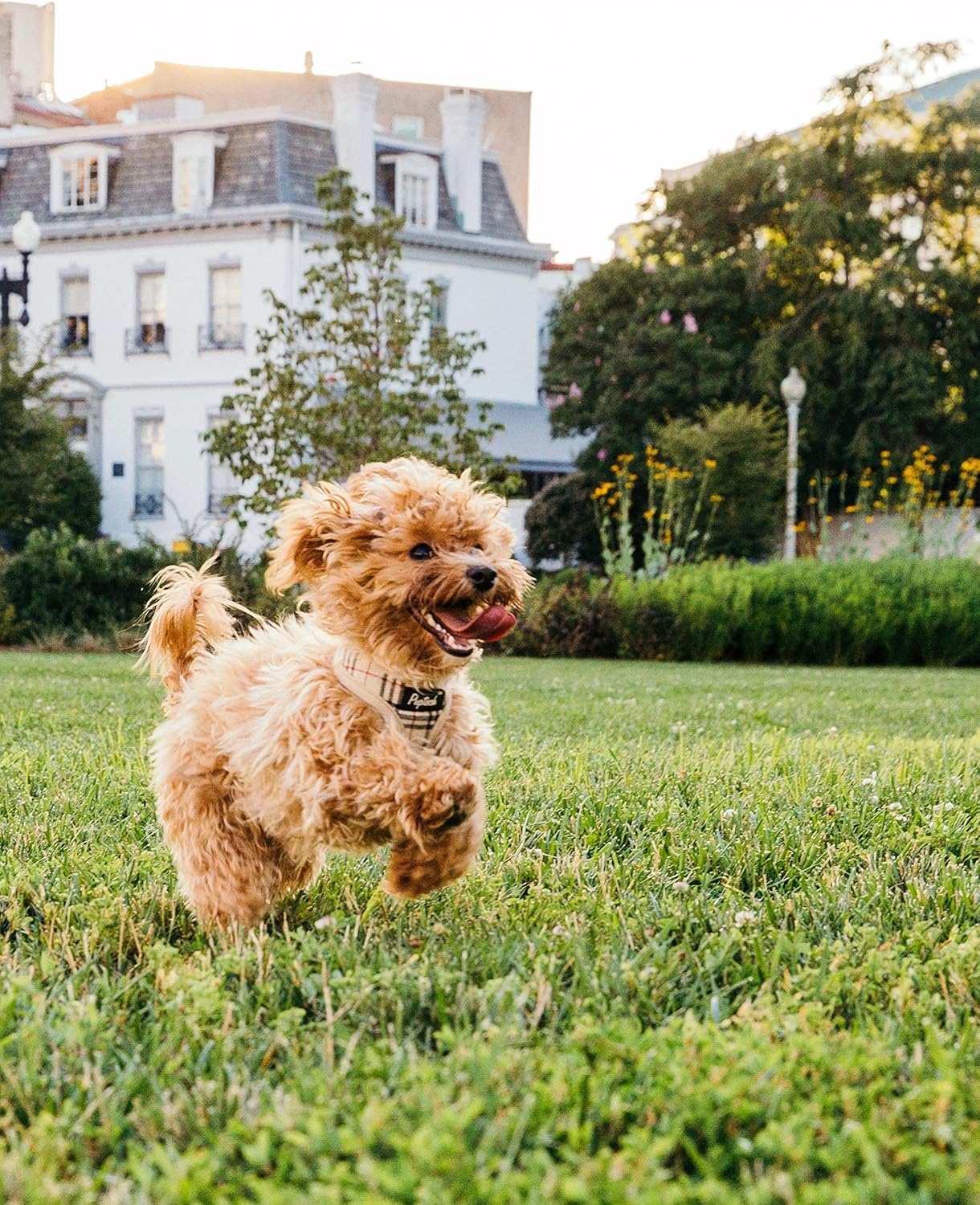 Flea and Tick Spray for Pets and Home - Plant-Based Essential Oil Formula - Natural and Effective Treatment for Ticks, Fleas and Insects - Indoor and Outdoor Use - Charity Donation Included - 8