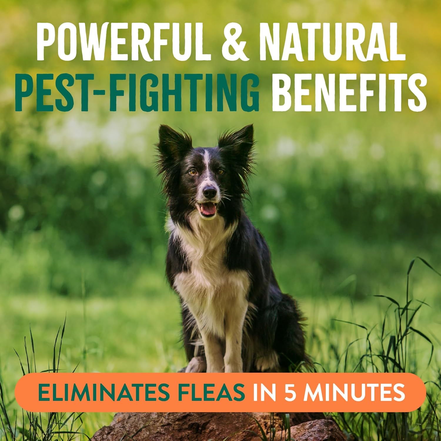 TropiClean Natural Maximum Strength Flea and Tick Spray for Dogs, 16oz - 4