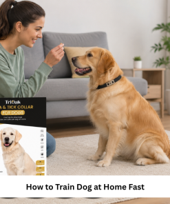How to Train Dog at Home Fast with Easy & Effective Methods