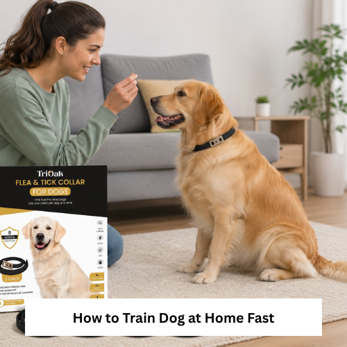 How to Train Dog at Home Fast with Easy & Effective Methods
