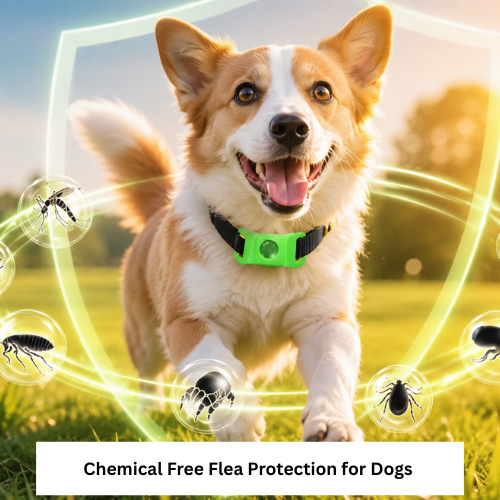Chemical Free Flea Protection for Dogs