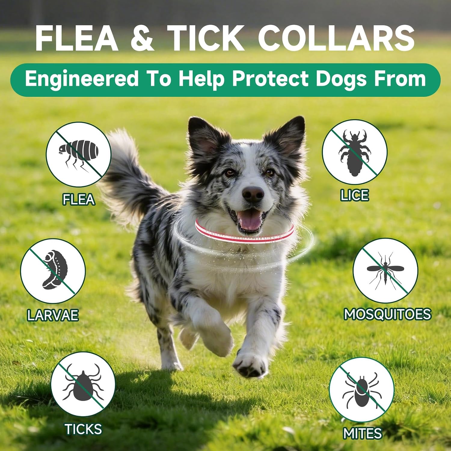 Flea Collar for Dogs, 4 Pack Flea and Tick Prevention for Dogs - Image 7